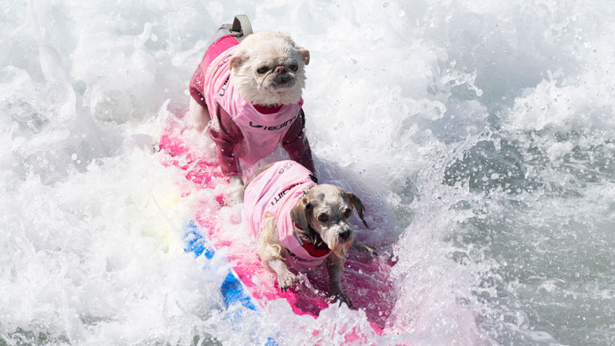 Dogs show off surfing skills 
