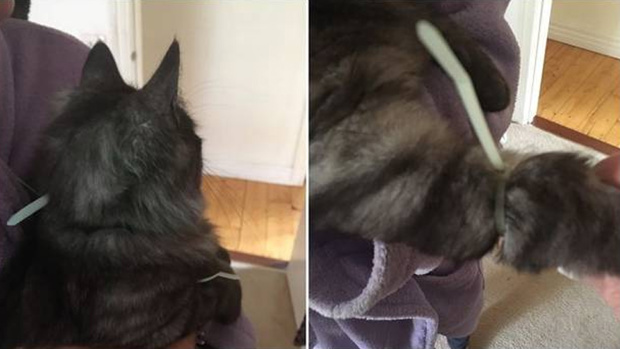 Photo / RSPCA Victoria