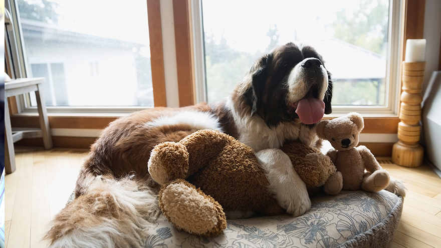 The new dog lovers show 