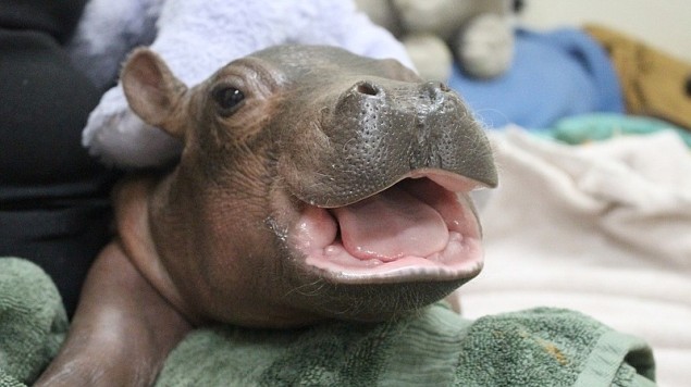 Baby hippo Fiona's growing up!