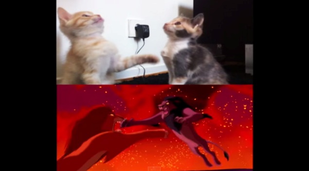 Kittens recreate the epic Lion King fight scene