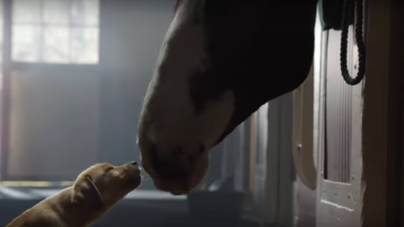 This Budweiser ad about a Golden Retriever puppy and a Clydesdale horse is the cutest thing you'll see all week!