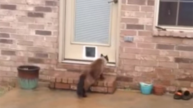 This man's epic cat door fail will have you in fits of laughter!