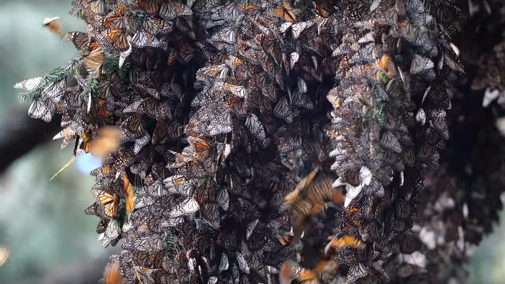 Video showing the MAGICAL sound of millions of butterflies taking flight at the same time goes viral