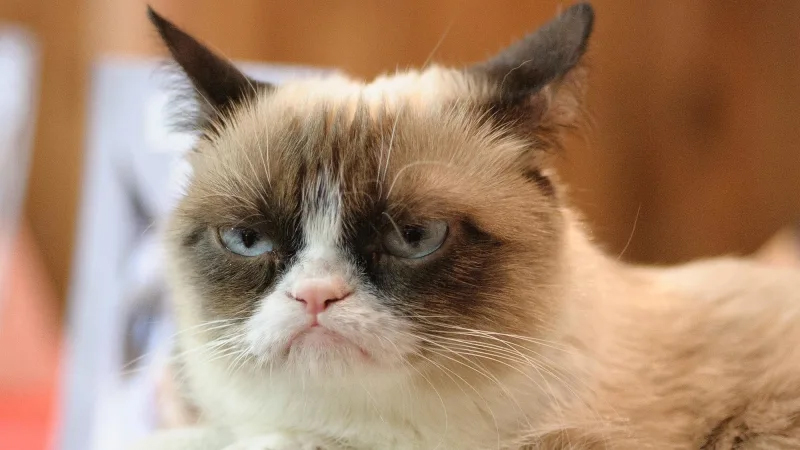 Internet celebrity Grumpy Cat has died aged seven