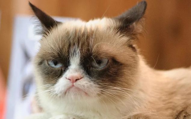 Internet Celebrity Grumpy Cat Has Died Aged Seven internet-celebrity-grumpy-cat-has-died-aged-seven