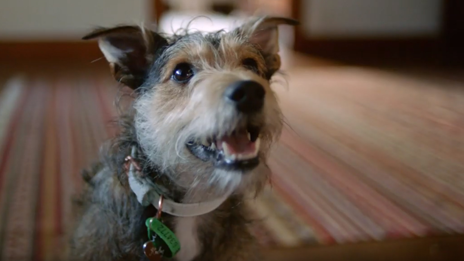 This heartbreaking ad about a dog's owner trying to escape domestic violence will leave you in tears