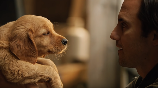 There's a new dog movie be released from the creators of 'Marley and Me'!