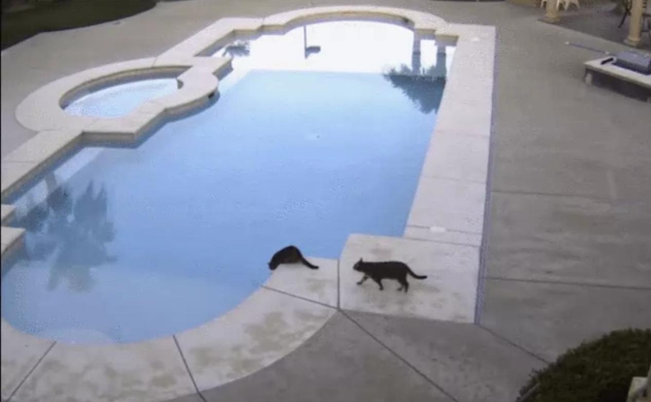 Security footage shows the hilarious moment a cat scares another cat into jumping in a pool