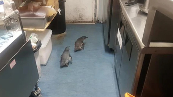 Wellington's famous blue penguins have been spotted again ... at a McDonald's restaurant!