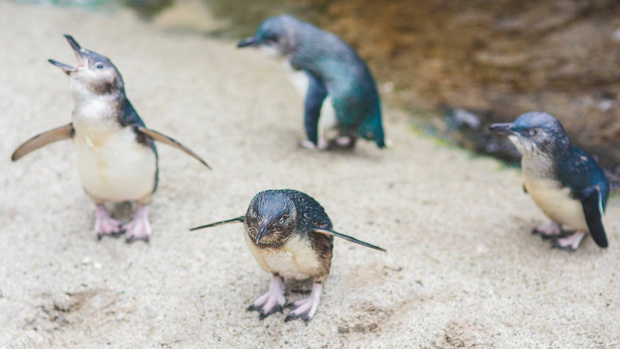 Facebook / National Aquarium of New Zealand