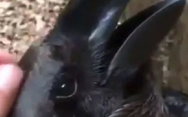 This mind-bending optical illusion is majorly dividing the internet ...