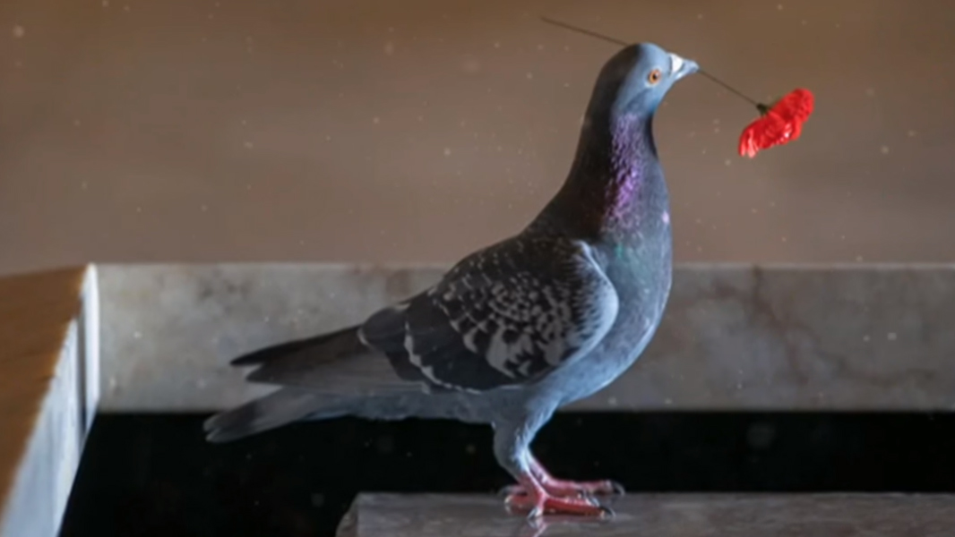Pigeon builds beautiful nest out of poppies above Australian war memorial
