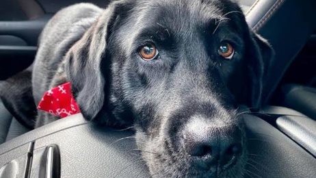 Talk about a Ruff Ride!