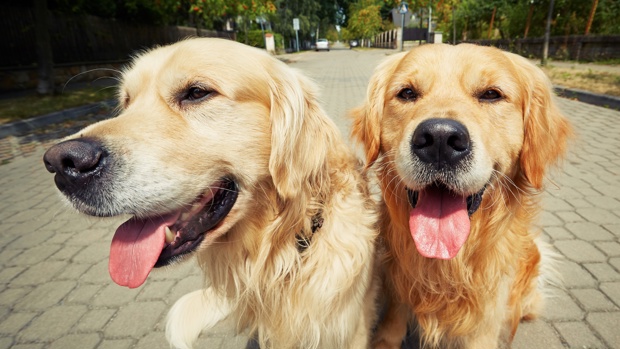Job involves looking after two golden retrievers / Getty
