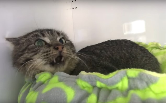 This video of a grumpy old feral cat meeting tiny kittens is the cutest thing we've seen all week!