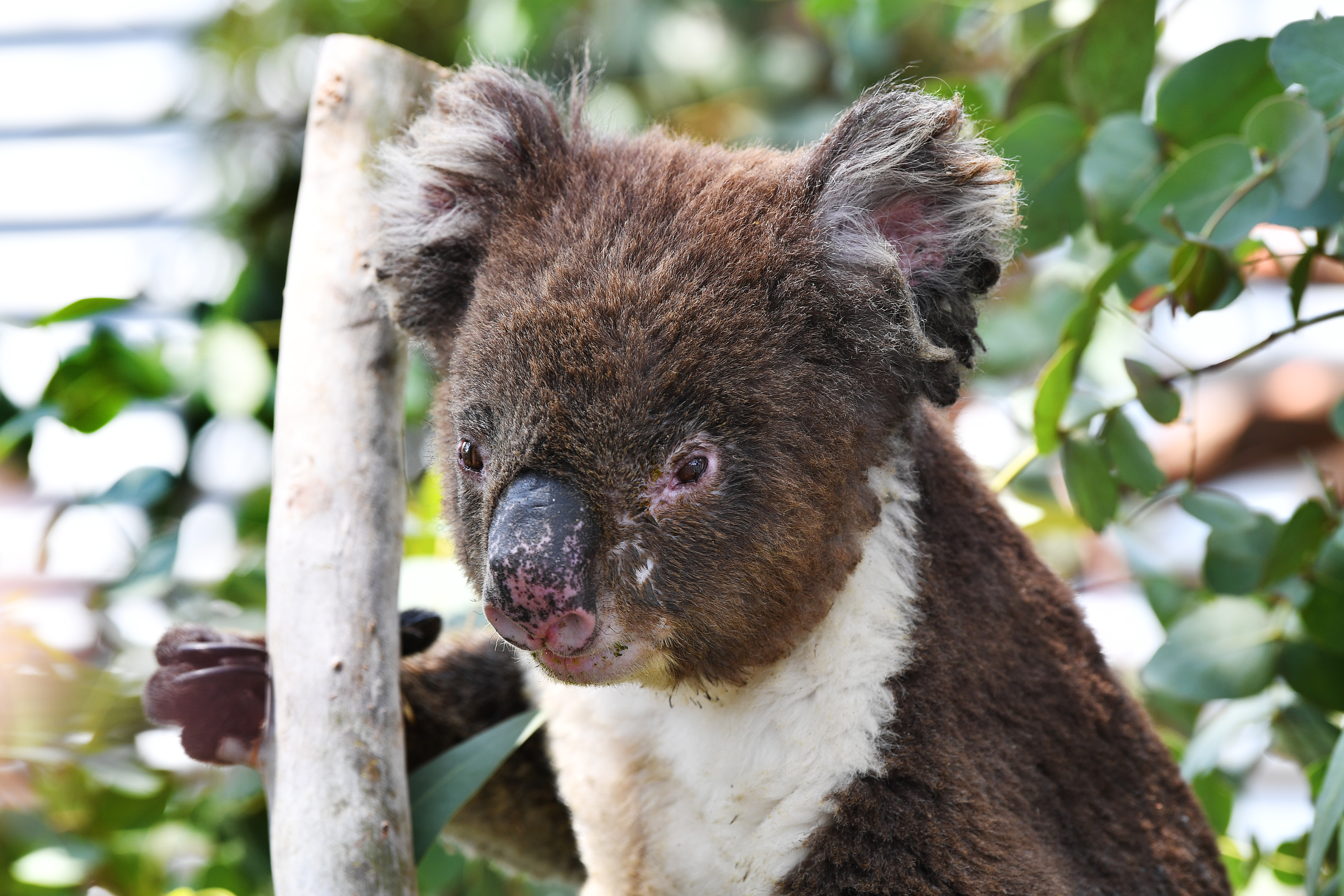 Год коалы. Бурая коала. Коала в Австралии. Коуну коала парк. Сумчатые медведи Австралии.