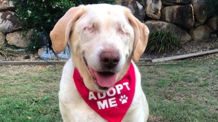 Dumpling has won the hearts of many on Facebook / Labrador Rescue