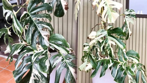 Picture: Trademe listing from jessixa