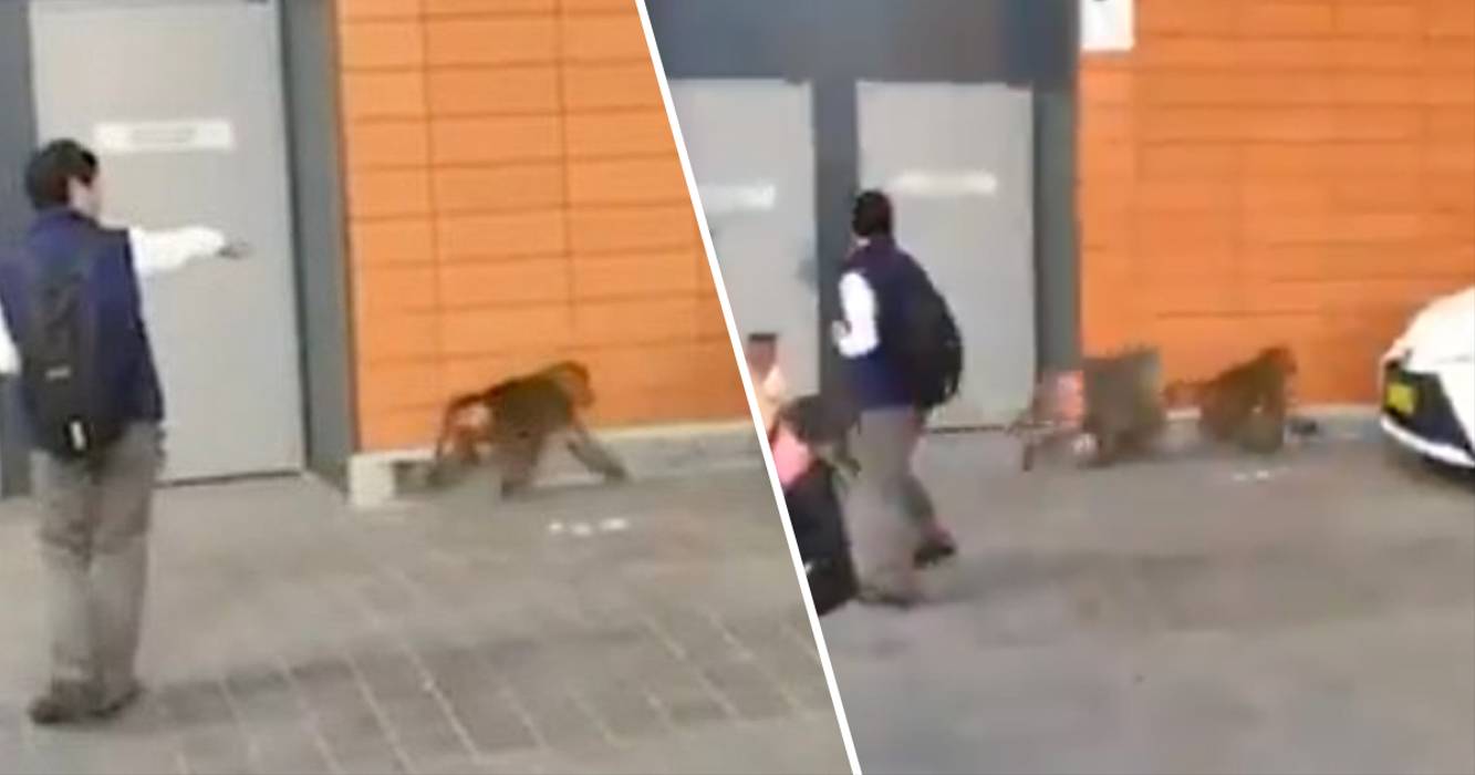 The Big Baboon Escape!