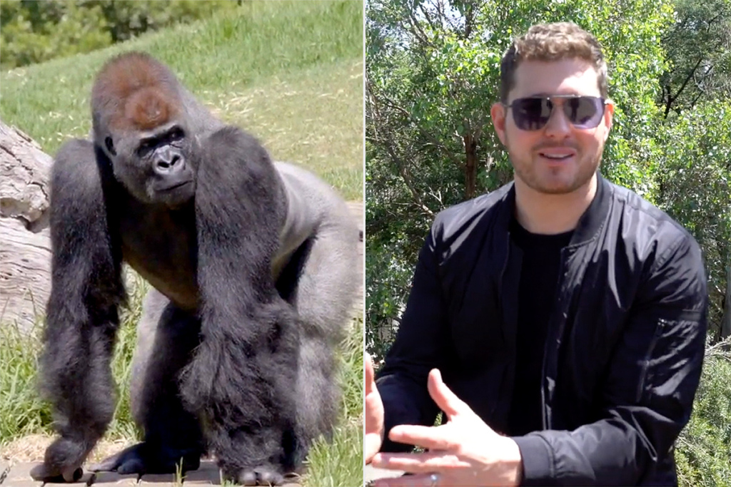 Michael Buble performs a private concert for... Gorillas?