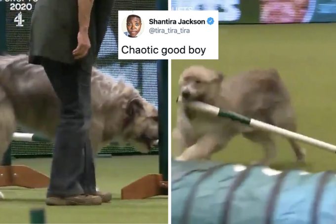 Meet Kratu, the Crazy dog who's absolutely rubbish at Dog Shows!