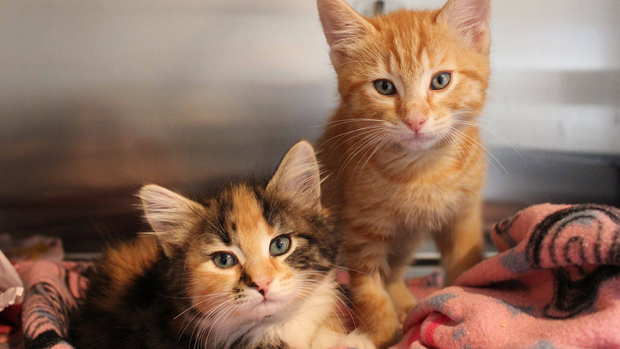 SPCA Facebook
