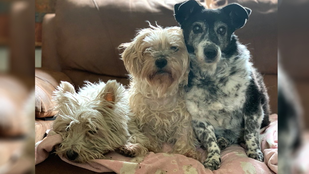 Queenie (right) with her room mates, Bonnie 10, Bo, 12. Facebook