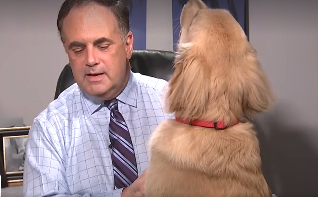 American Tv Reporter Hilariously Interrupted By His Pet Dog During