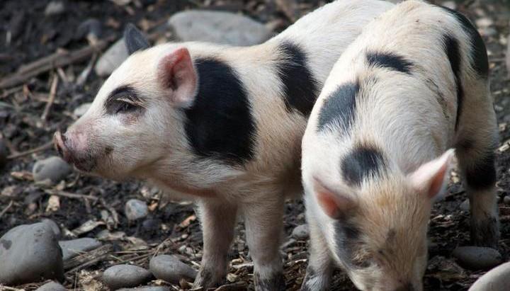 Police are sent on a wild pig chase lasting almost an hour