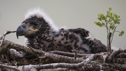 A white-tailed eagle chick. (Dan Kitwood/Getty Images)
