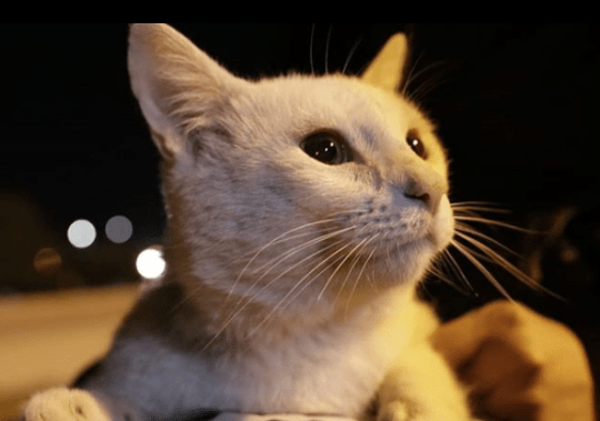 Stray Cat gets Adopted after Picking which Food he Wants from the Supermarket