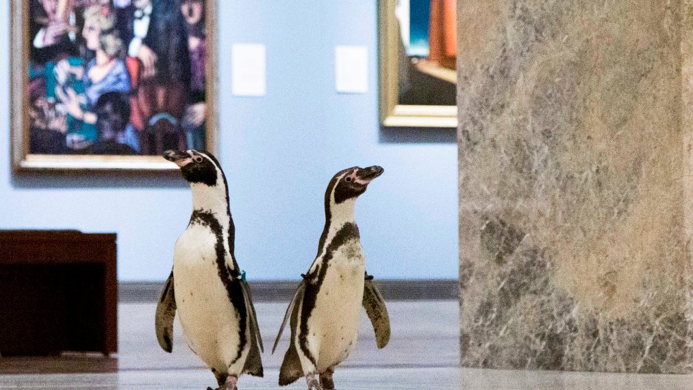 WATCH: Penguins Enjoy 'A Morning Of Fine Art' At Local Museum