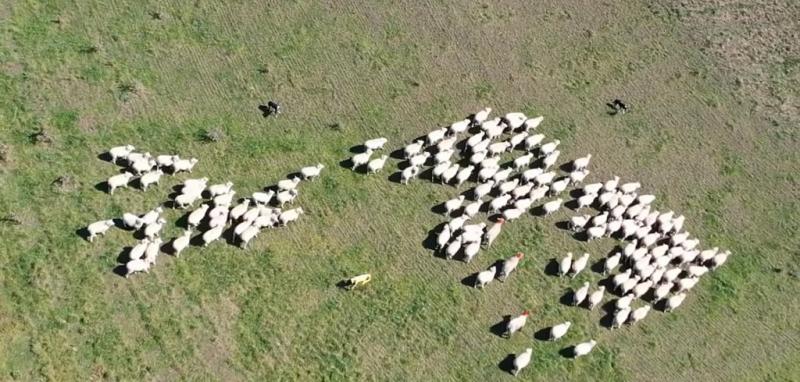 A new Robot is Wandering the Fields of New Zealand, Hearding Sheep!