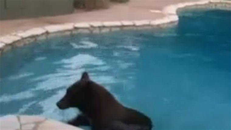 Bear takes a Dip in Swimming Pool during Heat Wave!