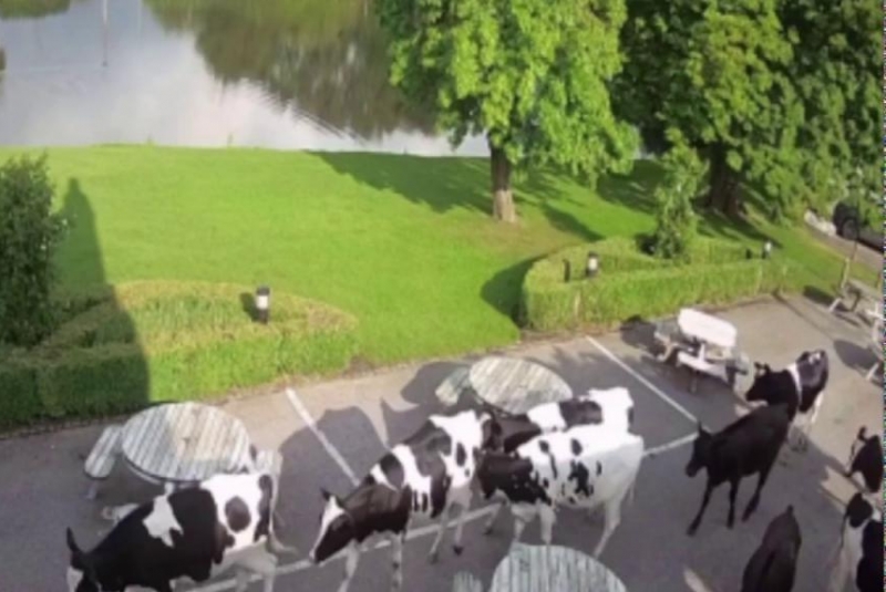 Cows take over beer garden at closed restaurant and hotel