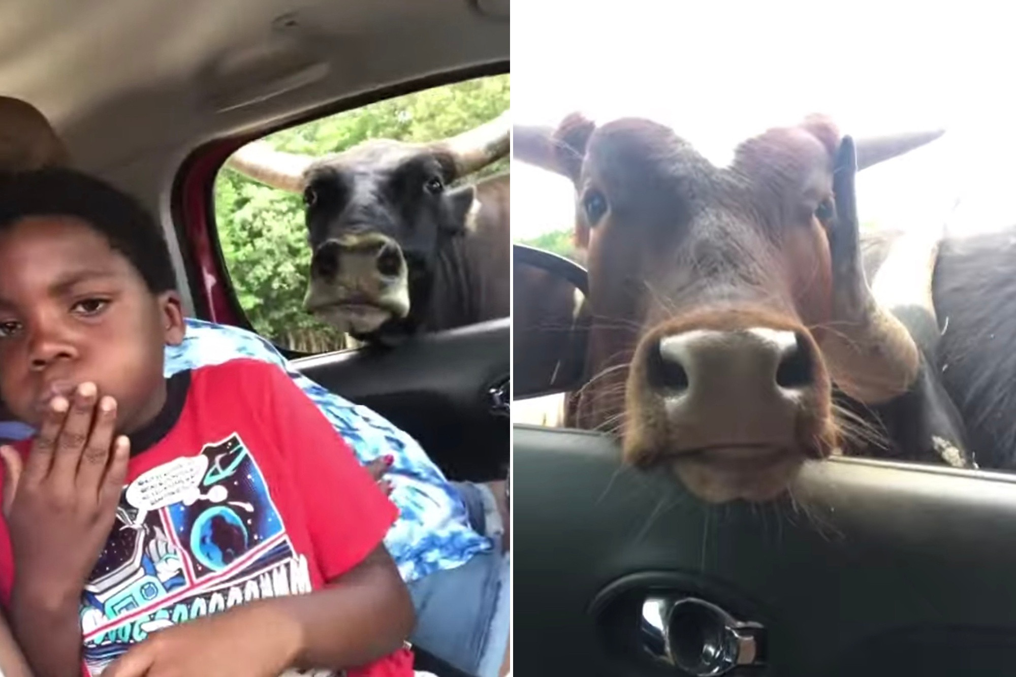 Family has hilarious freakout over cows at drive-thru zoo