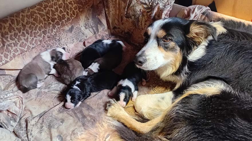 Jon Dunstan's dog Maggie has just had eight pups