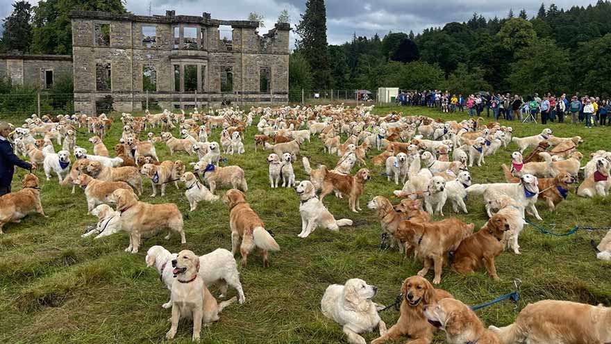 Hundreds of golden retrievers gather in Scotland to celebrate 155th anniversary of the breed