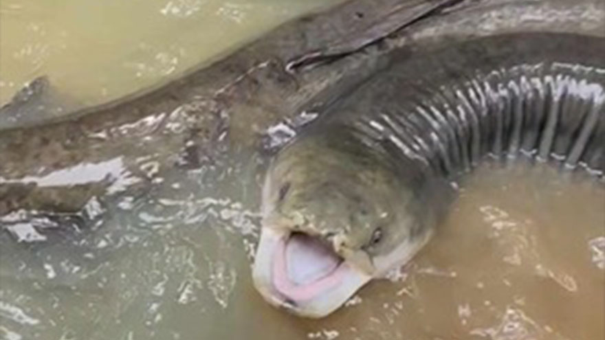 Jon Dunstan shares videos of "Manu the Taniwha" who lives in his creek