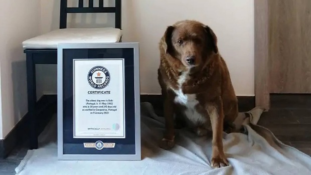 Bobi with his Guinness World Records certificate. Photo / Guinness World Records