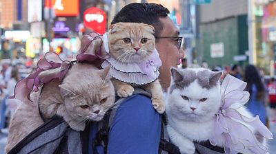 Couple goes viral after travelling the world with their three cats