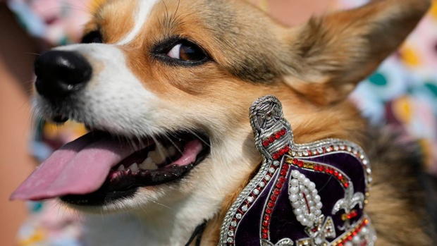 Maggi, a Pembrokeshire corgi with her owner, takes part in a parade of corgi dogs in memory of the late Queen Elizabeth II, near Buckingham Palace in London. Photo / AP