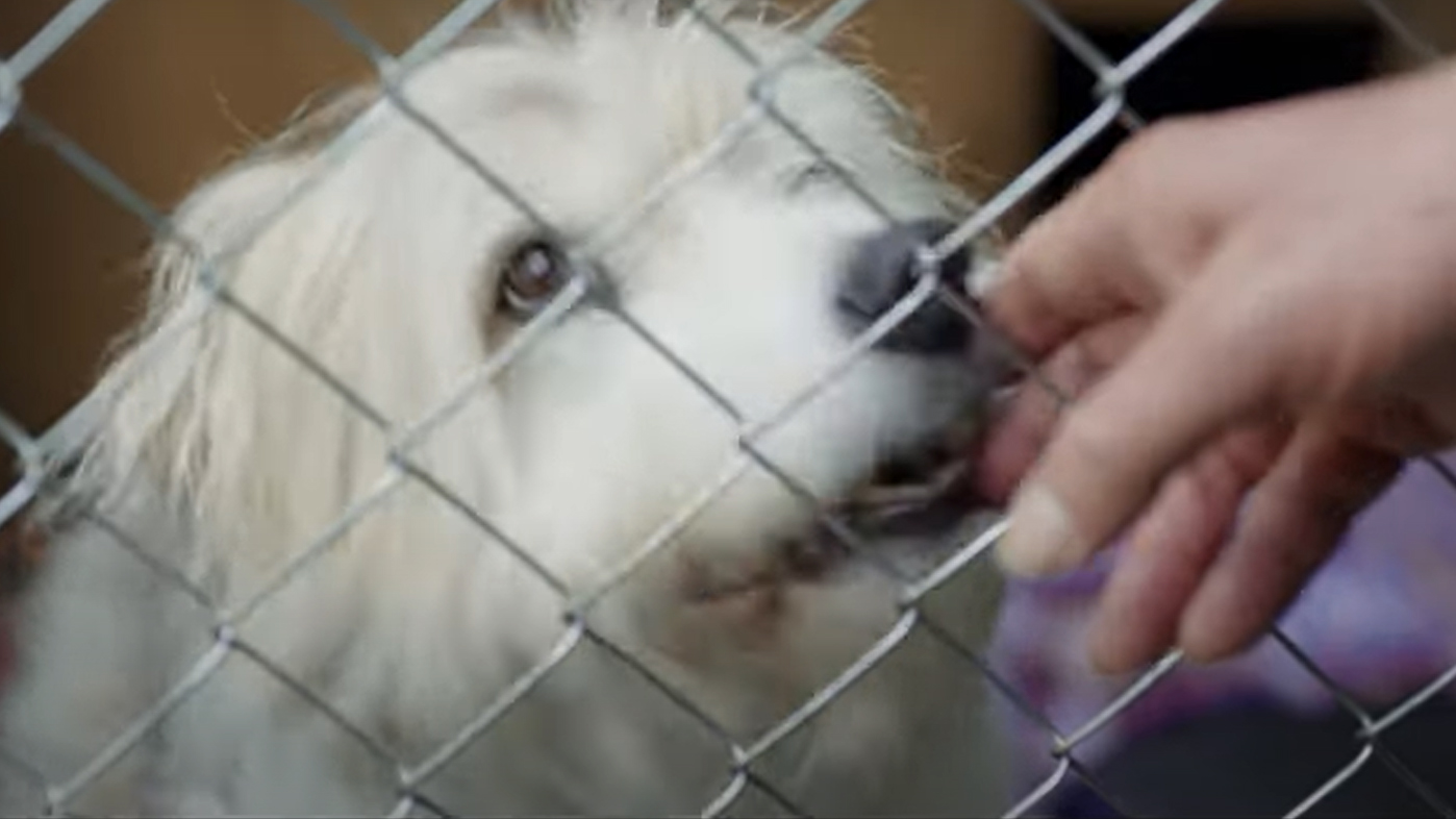 Blue, the three-legged dog from the heartwarming Trustpower ad, has passed away