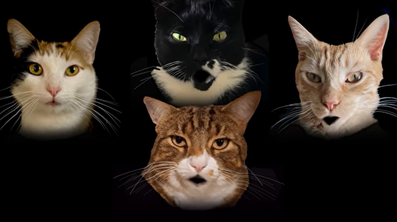 Kiwi woman turns Queen's 'Bohemian Rhapsody' into a hilarious parody about cats