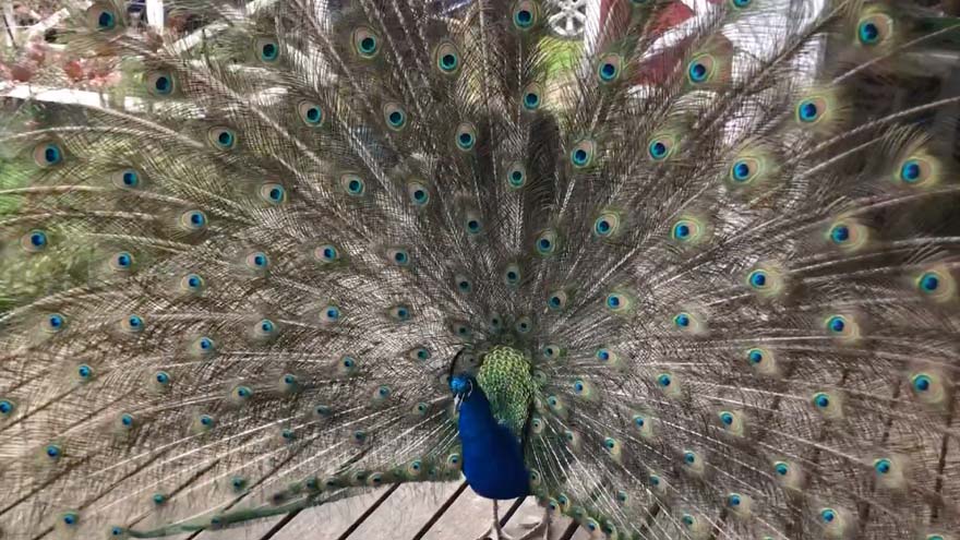 Jon Dunstan shares sweet video of Pinocchio the peacock showing off