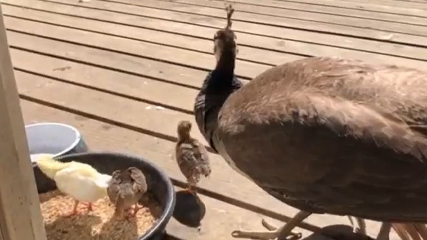 Jon Dunstan shares sweet video of his "baby peas"