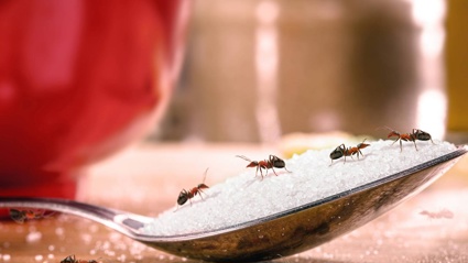 Turns out you need just one ingredient to keep ants from getting into your pantry. Photo / Getty Images via NZ Herald