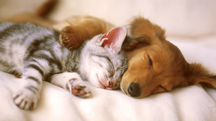 Why dogs and cats are like men and women!