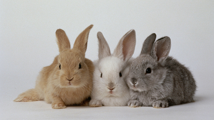An App To Protect The Bunnies